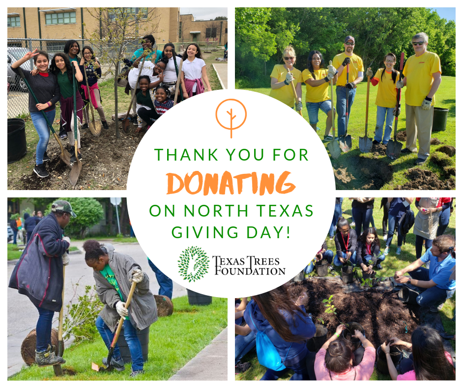 North Texas Giving Day Success - Texas Trees